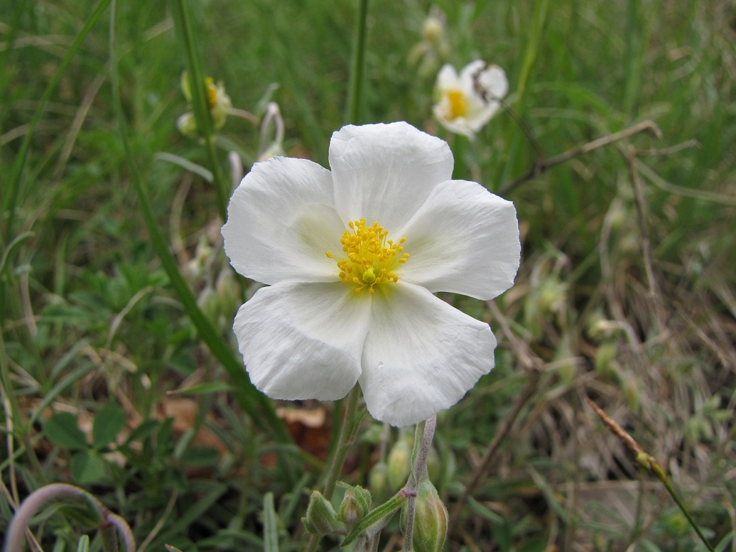 Helianthemum apenninum / Eliantemo degli Appennini